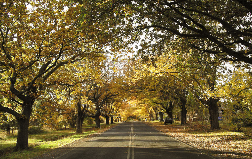 The road through Glenlyon, Victoria, Australia in autumn